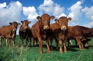 beef cattle